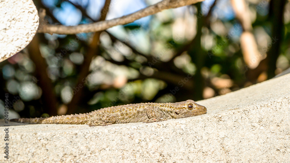 Lizard in garden