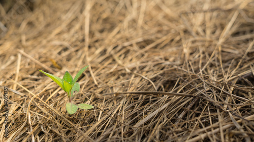 Young plant in dead grasses © Kittiwat