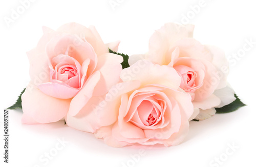 Fototapeta Naklejka Na Ścianę i Meble -  Pink roses flowers.