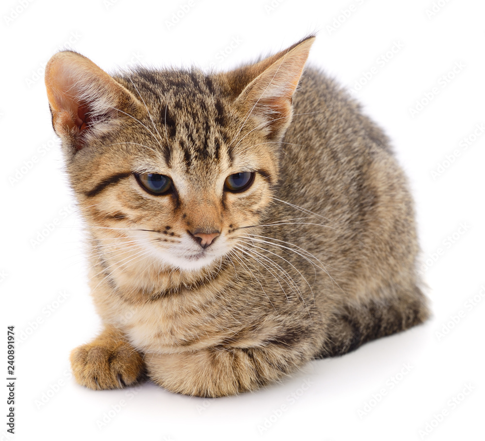 Obraz premium Small brown kitten.