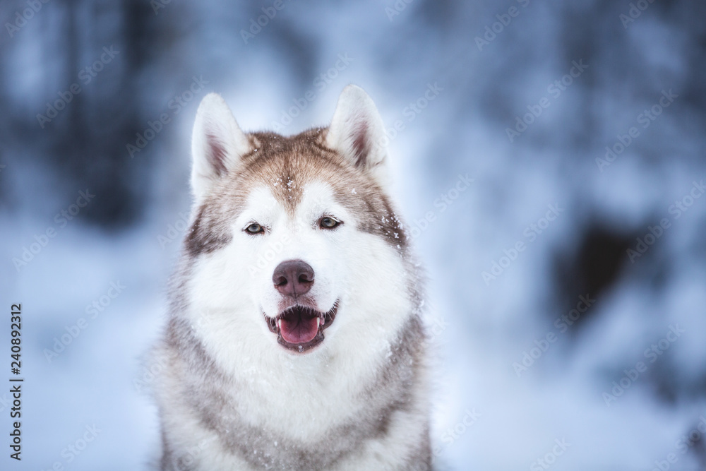 Close-up portrait of cute and happy beige dog breed siberian husky sitting on the snow in the fairy winter forest