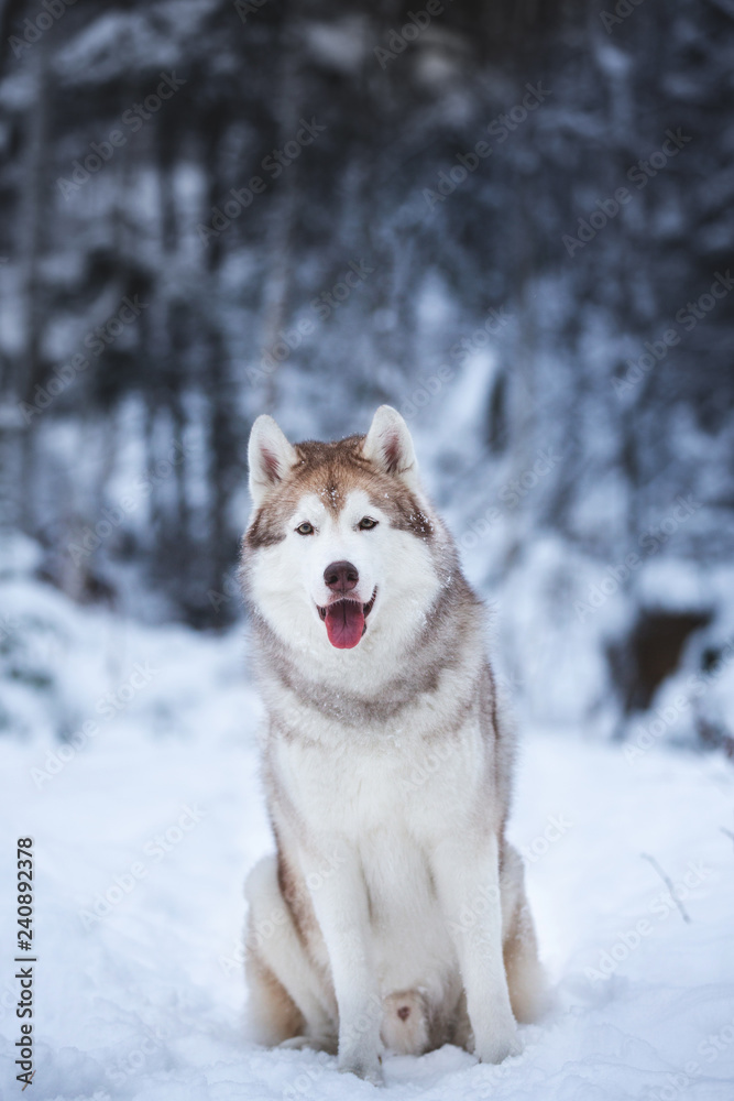Portrait of cute and happy beige dog breed siberian husky sitting on the snow in the fairy winter forest Portrait of cute and happy beige dog breed siberian husky sitting on the snow in the fairy winter forest