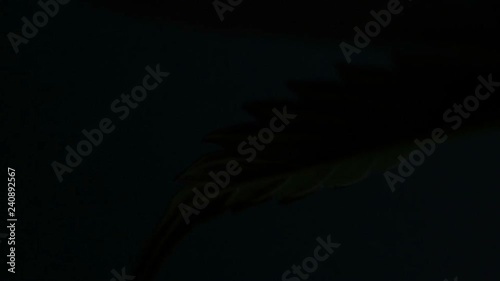 Leaves of hemp bush growing indoors