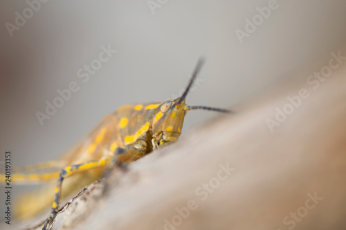 Brown grasshopper in nature, Migratory Bird Locust or Brown Spotted Locust (Cyrtacanthacris tatarica) - Image photo