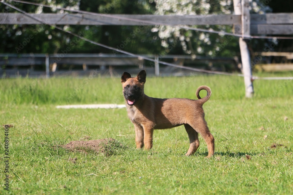 beautiful small malinois puppy is standing in the garden