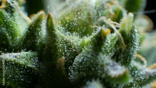 Leaves of hemp bush growing indoors