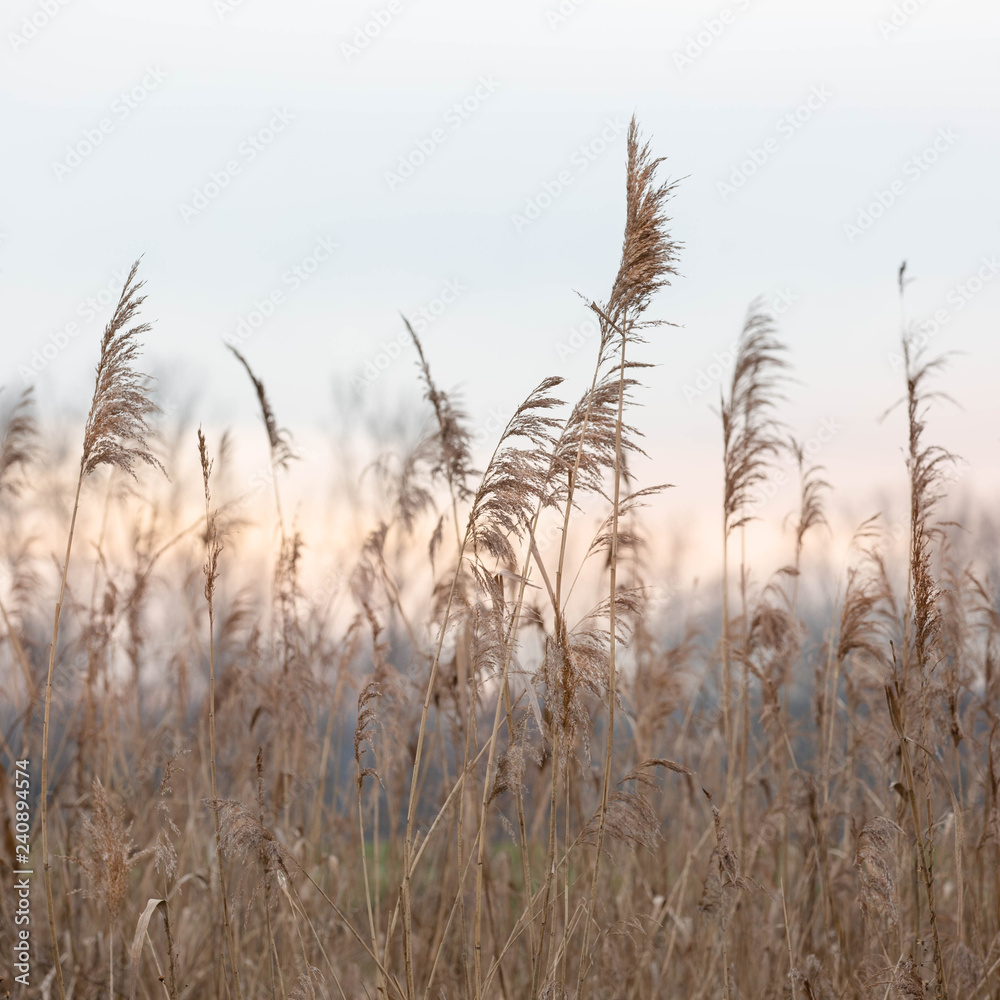 Obraz premium reed
