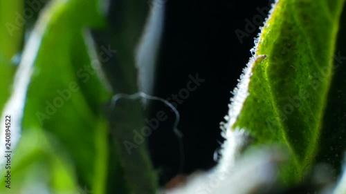 Leaves of hemp bush growing indoors