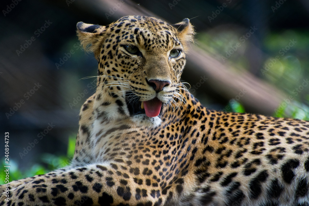 Cheetah Cheetah