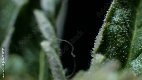 Leaves of hemp bush growing indoors