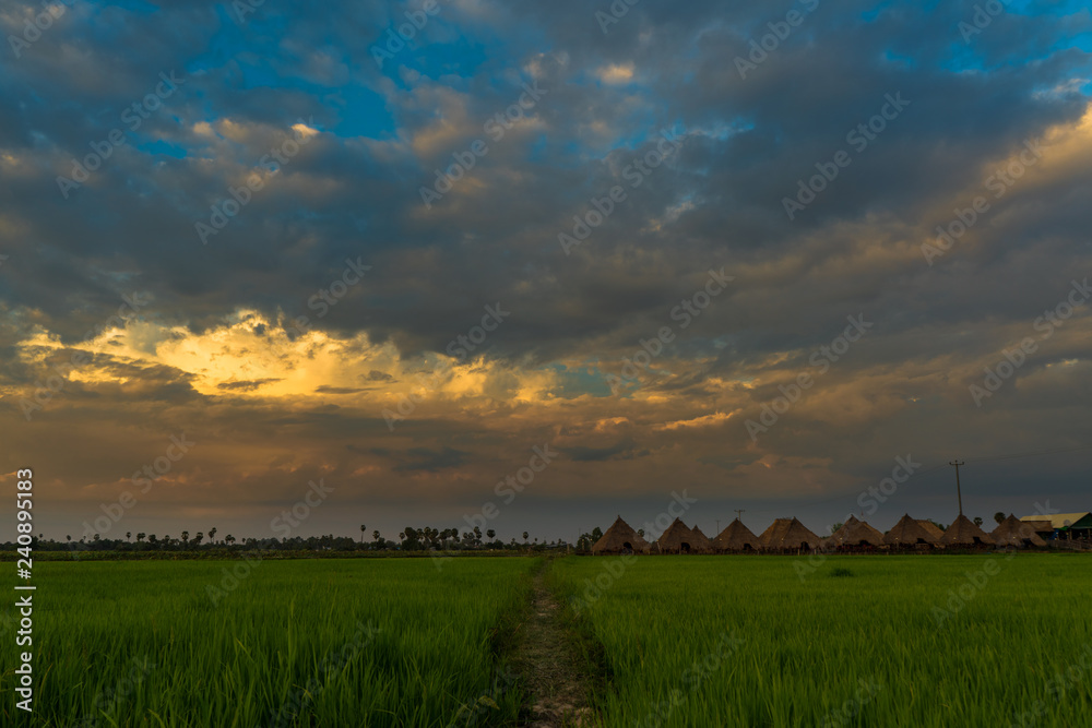 Footpath in rice fields of Cambodian countryside