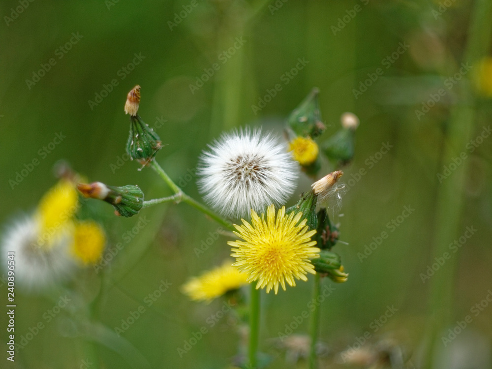 white and yellow flowers of dandelion white and yellow flowers of dandelion