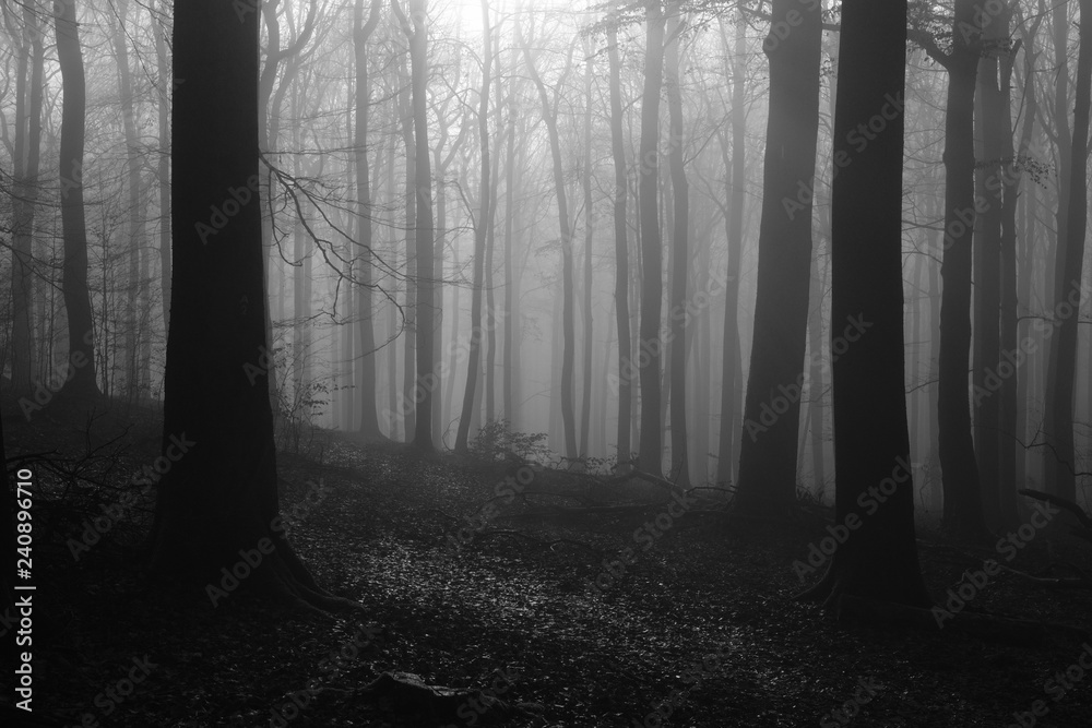 Naklejka premium Forest during foggy weather 