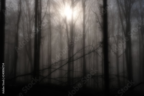Scenic view of a forest out of beeches with sun light