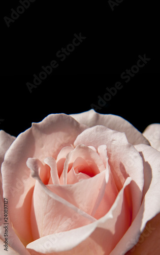 close-up pink rose love symbol on black background