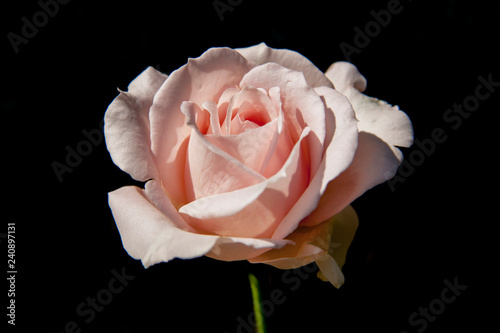 Fototapeta Naklejka Na Ścianę i Meble -  close-up pink rose love symbol on black background