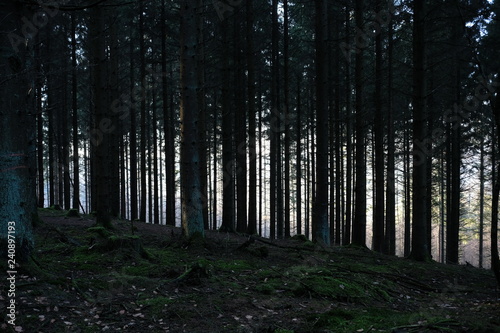 Fir Forest Trees and Sun Light like Black forest