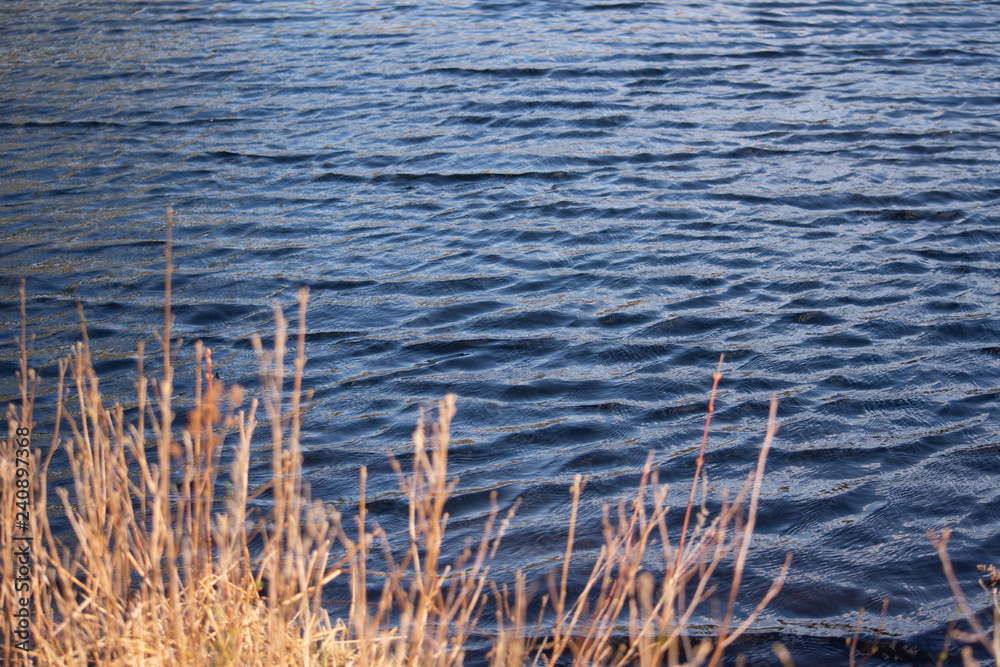 beautiful view of a lake in a forest through patches of reeds and tufts of grass on a sunny spring afternoon beautiful view of a lake in a forest through patches of reeds and tufts of grass on a sunny spring afternoon