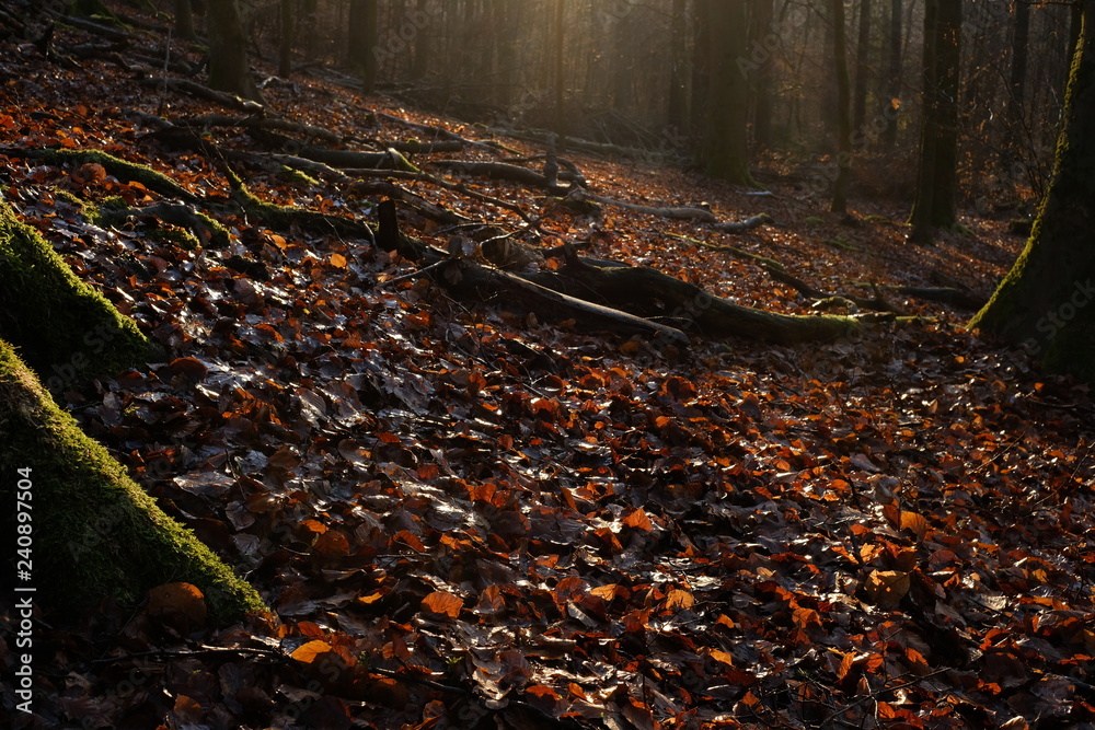 Sunny Forest out of Fagus Beech Trees during Fall or Winter Sunny Forest out of Fagus Beech Trees during Fall or Winter