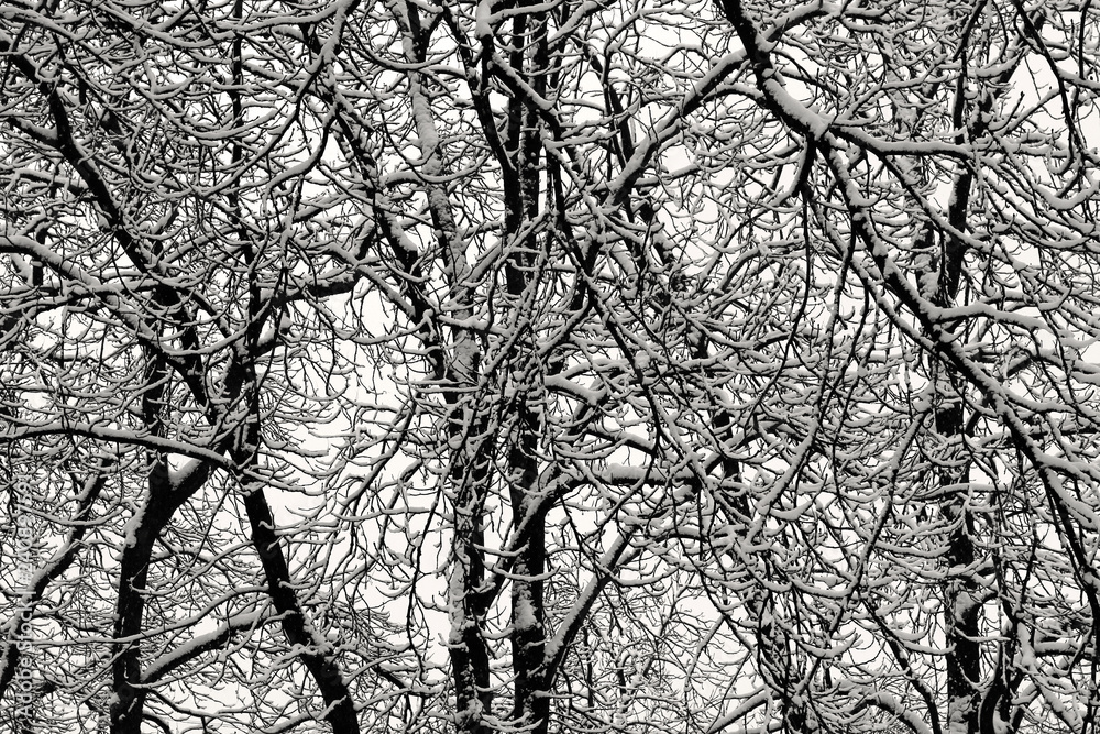 Winter forest. Snow on the branches of trees. Winter forest. Snow on the branches of trees.
