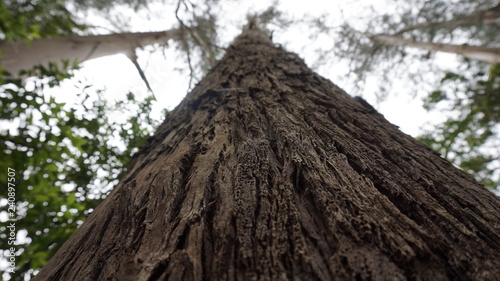 Baum im Eukalyptuswald © Marco