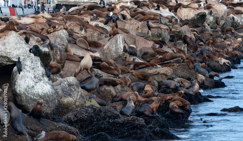 Seals on rocks at Monterey, California