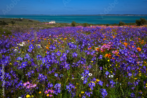 Langebaan flowers in Western Cape