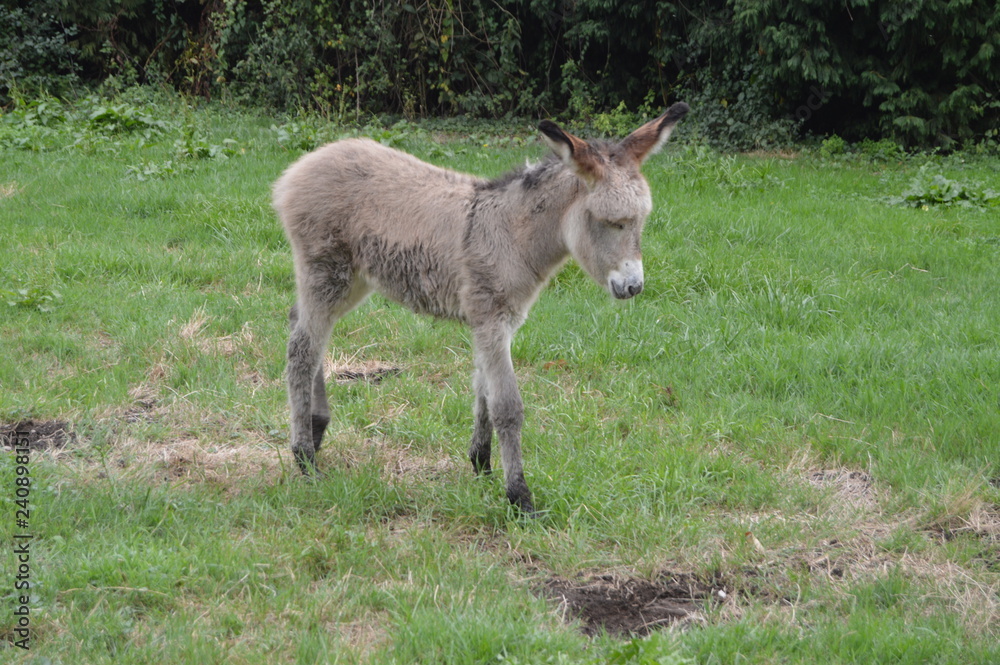 Newborn Donkey Approaching His Mother In A Farm Of Asturias. July 31, 2015. Animals, Travel, Nature, Vacation. Asturias, Spain. Newborn Donkey Approaching His Mother In A Farm Of Asturias. July 31, 2015. Animals, Travel, Nature, Vacation. Asturias, Spain.