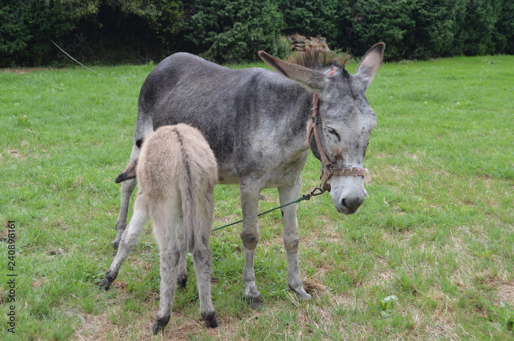 New Born Donkey Suckling His Mother In A Farm In Asturias. July 31, 2015. Animals, Travel, Nature, Vacation. Asturias, Spain. New Born Donkey Suckling His Mother In A Farm In Asturias. July 31, 2015. Animals, Travel, Nature, Vacation. Asturias, Spain.