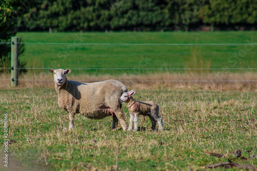 sheep family in New Zealand, ewe and lamb on green field