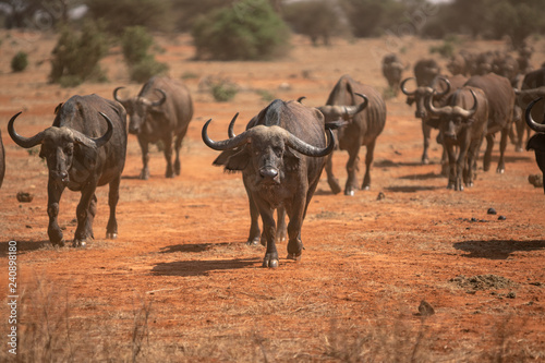 African Buffalo Herd