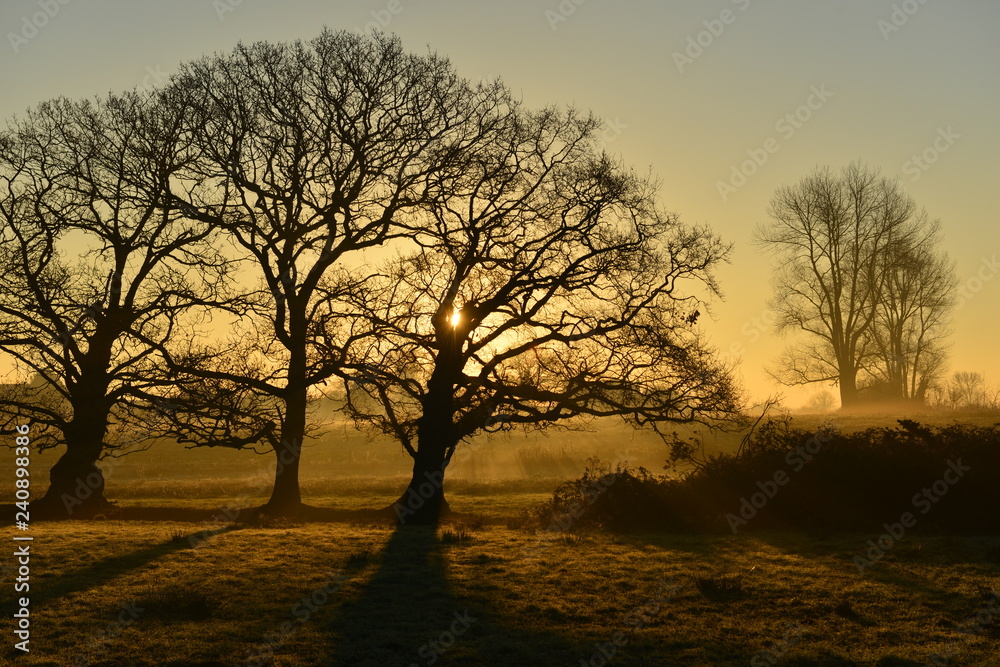 Winter misty sunrise, Jersey, U.K.
Dramatic rural landscape. Winter misty sunrise, Jersey, U.K.
Dramatic rural landscape.