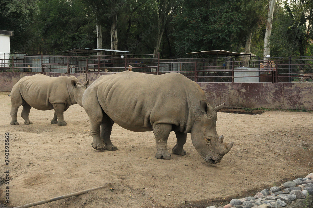 Naklejka premium Adult rhinos in the zoo