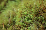 green fresh moss growing at Arthur's Pass National Park in New Zealand