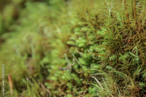 green fresh moss growing at Arthur's Pass National Park in New Zealand