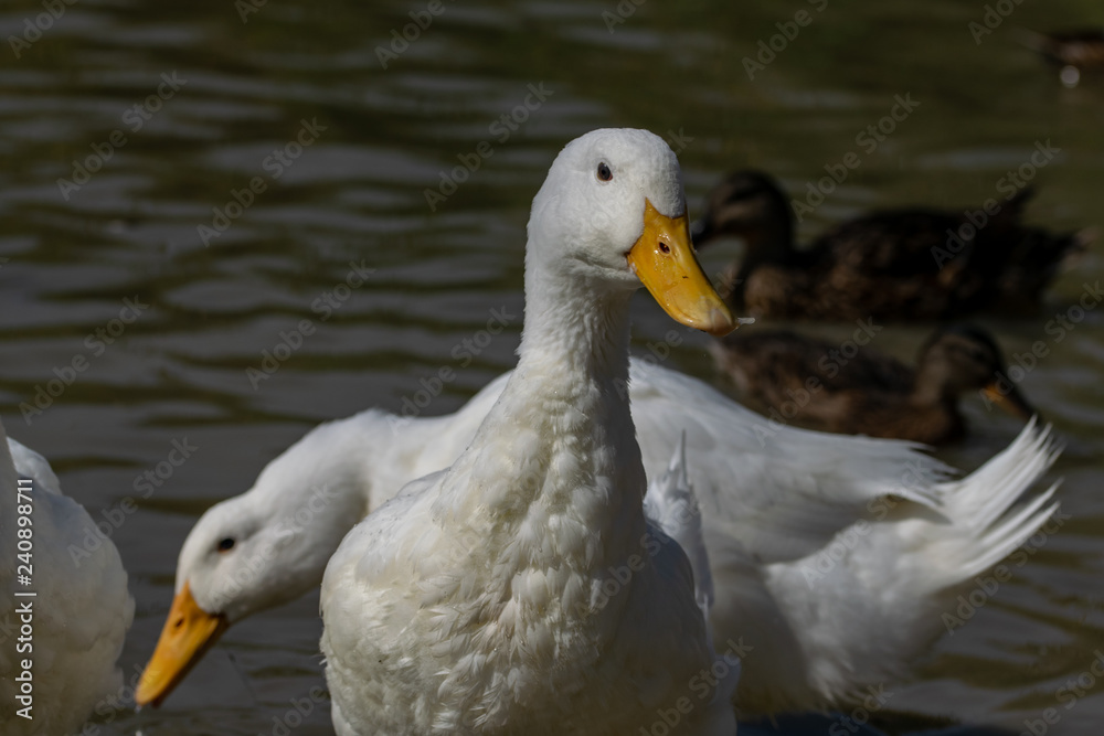 American Pekin Duck also known as Long Island White Duck (Anas platyrhynchos domesticus)
