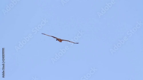 Bonelli's eagle flying in the skyeagle, bonellis, europe, southern, animal, aquila, fasciata, bird, view, shallow, people, adult, natural, branch, image, one, outdoor, nobody, horizontal, outside, wil photo