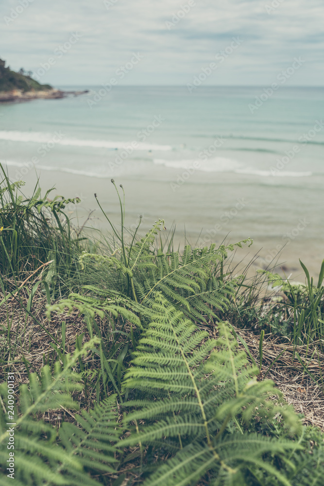Luaña beach, ferns and water. Cobreces, Cantabria. Spain. Luaña beach, ferns and water. Cobreces, Cantabria. Spain.