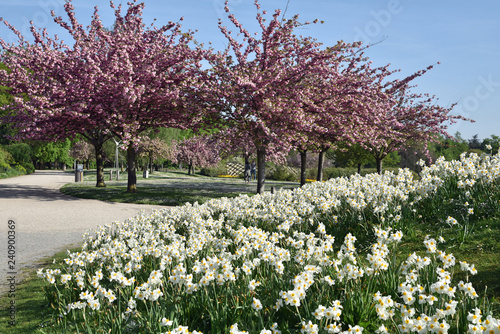 Fototapeta Naklejka Na Ścianę i Meble -  Narcisses blancs au printemps
