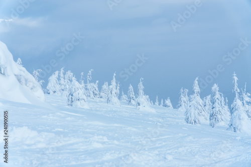 winter snow landscape. trees in the snow. the sky and trees.