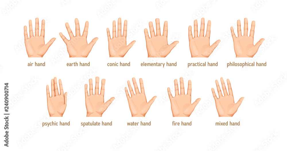 vector set of Different forms of palms for palmistry vector set of Different forms of palms for palmistry