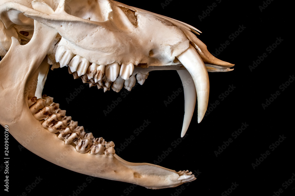 Close Up Abstract Animal Deer Skull on Black Background Close Up Abstract Animal Deer Skull on Black Background