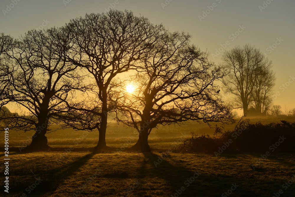 Winter sunrise, Jersey, U.K.
Rural frosty landscape.