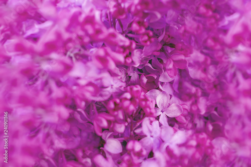 Background Lilac Flowers