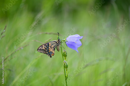 Papilio machaon - Butterfly © Marek R. Swadzba