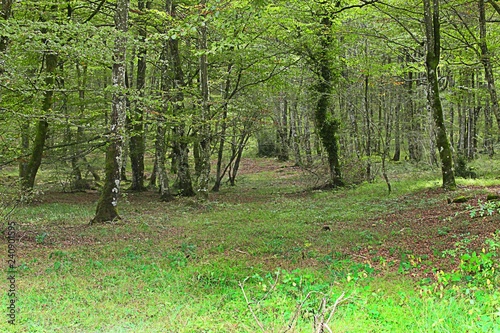 forest of orduña, basque country, Spain photo