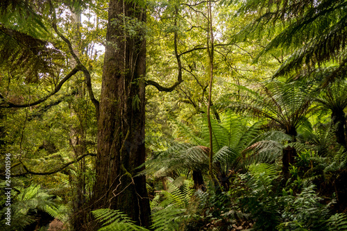 Australischer Regenwald - Südaustralien © lavillia