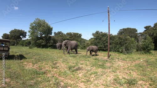 Herd Of Elephants Foraging in the grass for food, Kasane, Botswana