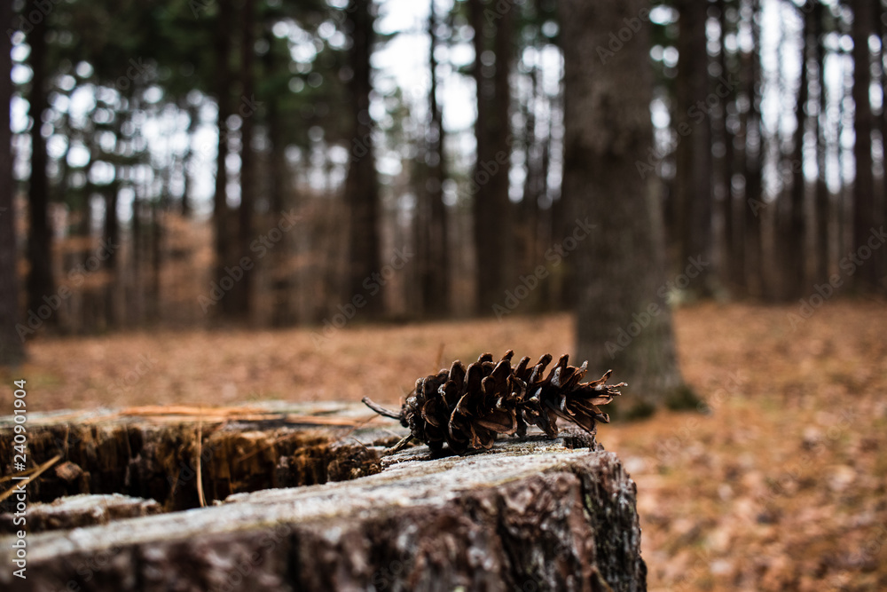Rustic wooded scenery. Pine cones on a tree stump surrounded by lush dense pine trees on a cloudy rainy day. Rustic wooded scenery. Pine cones on a tree stump surrounded by lush dense pine trees on a cloudy rainy day.