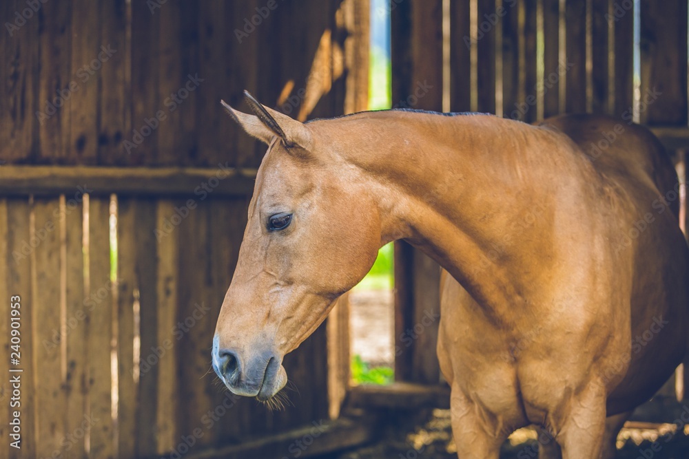 Fototapeta premium Cute calm brown horse standing in a shadow of a stable, close up portrait, wooden planks in background, sunny summer day at a farm, blue sky and green grass behind open door